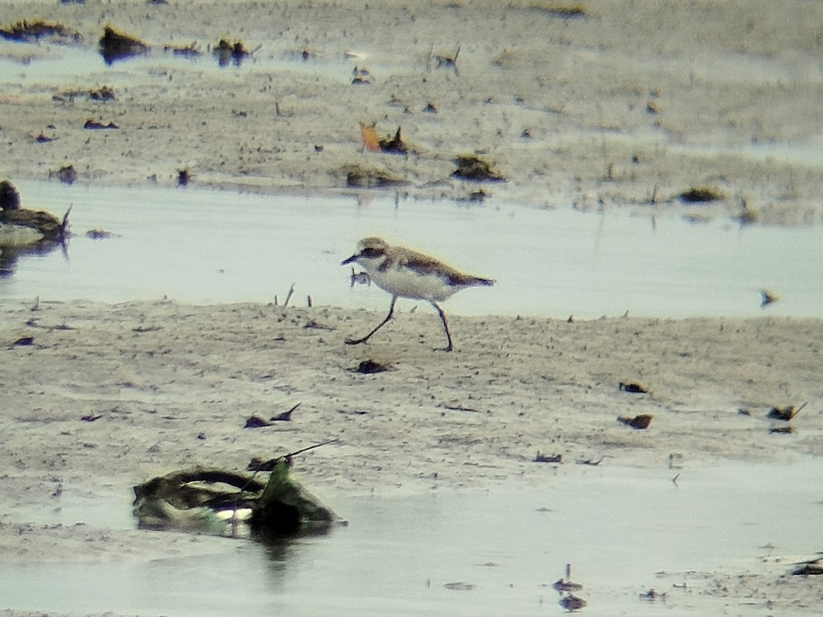 Пісочник тібетський - ML645707020