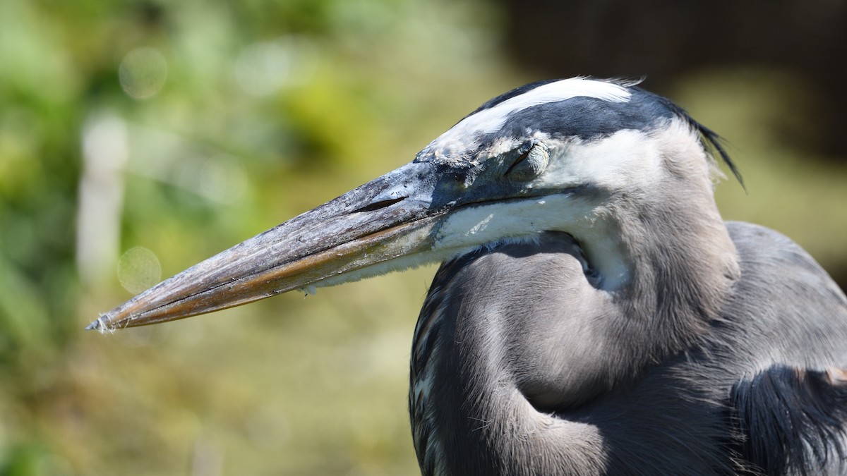 Чапля північна - ML645707021
