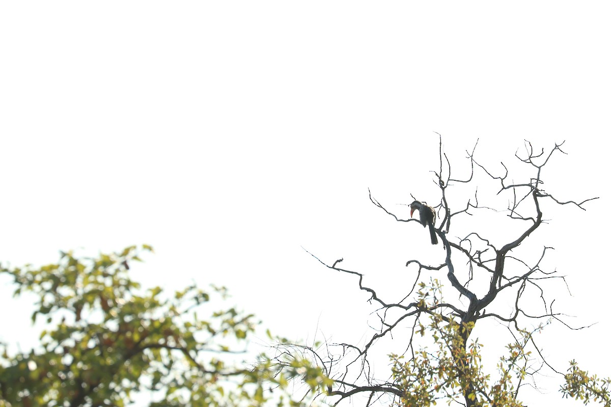 Токо південний - ML645707022