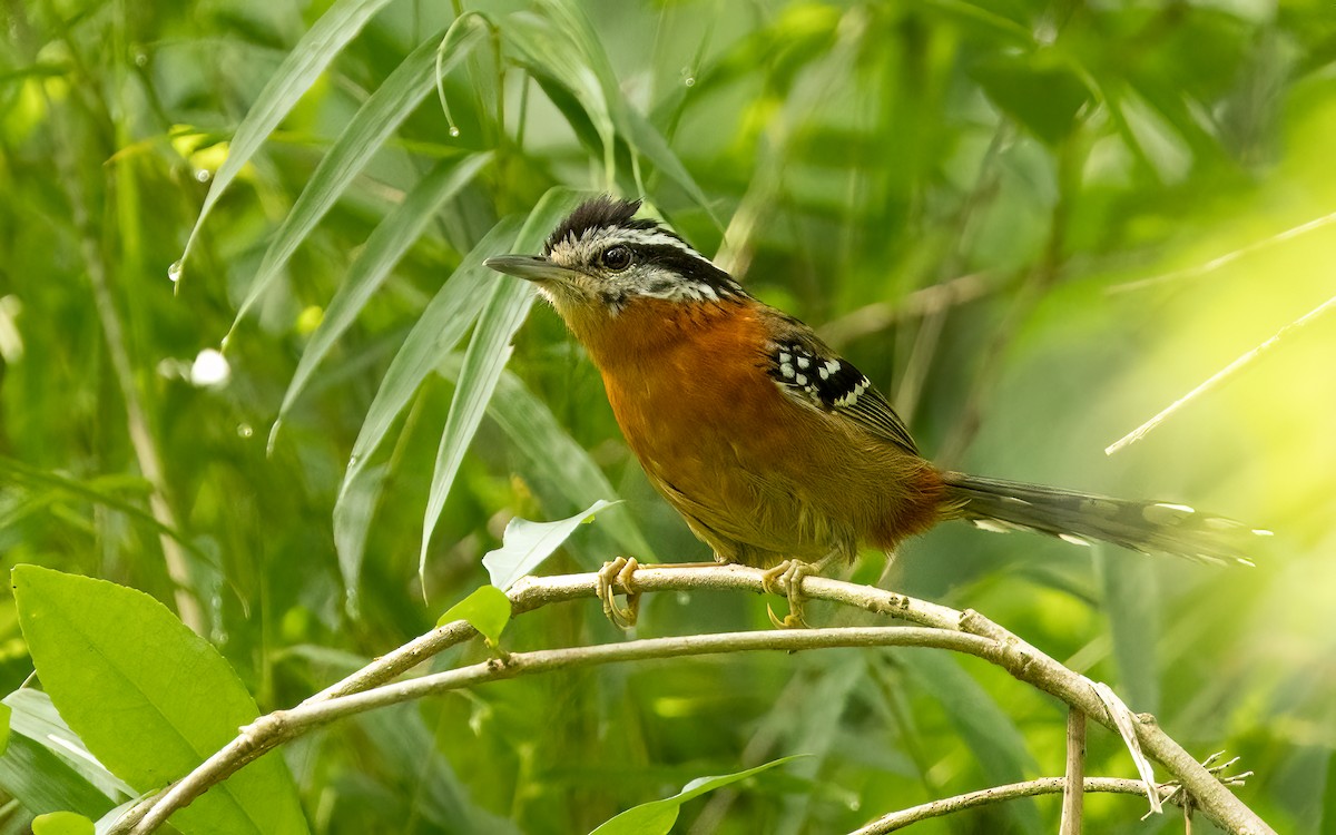 Тілугі бамбуковий - ML645707023