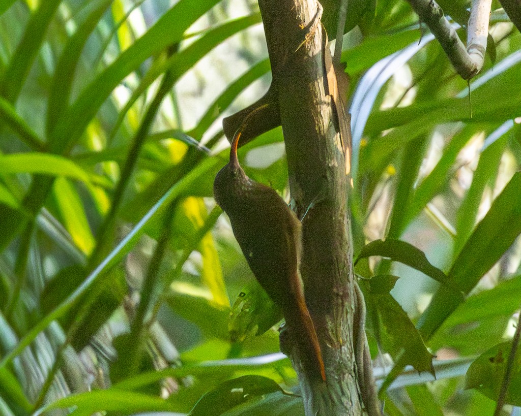 Tapajos Scythebill (Rondonia) - ML645707024
