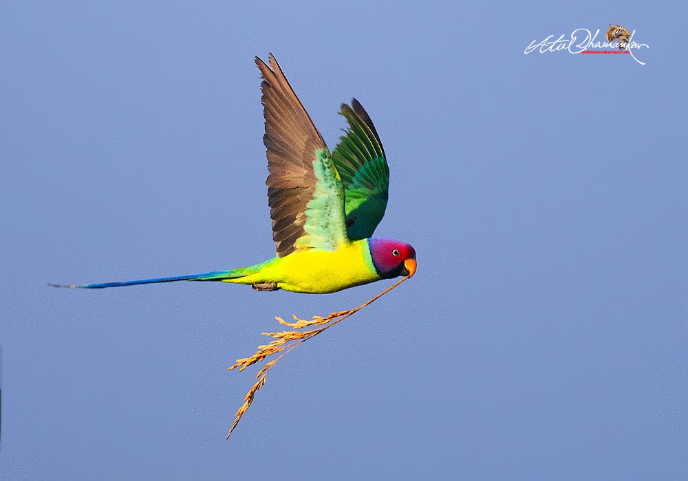 Папужець фіолетовоголовий - ML645707025