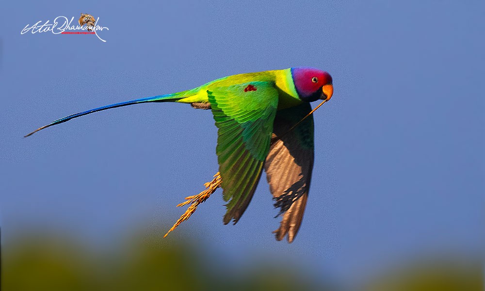 Папужець фіолетовоголовий - ML645707026