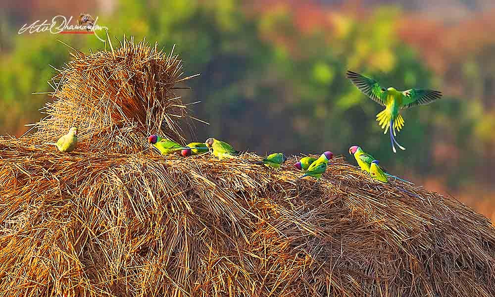 Папужець фіолетовоголовий - ML645707027