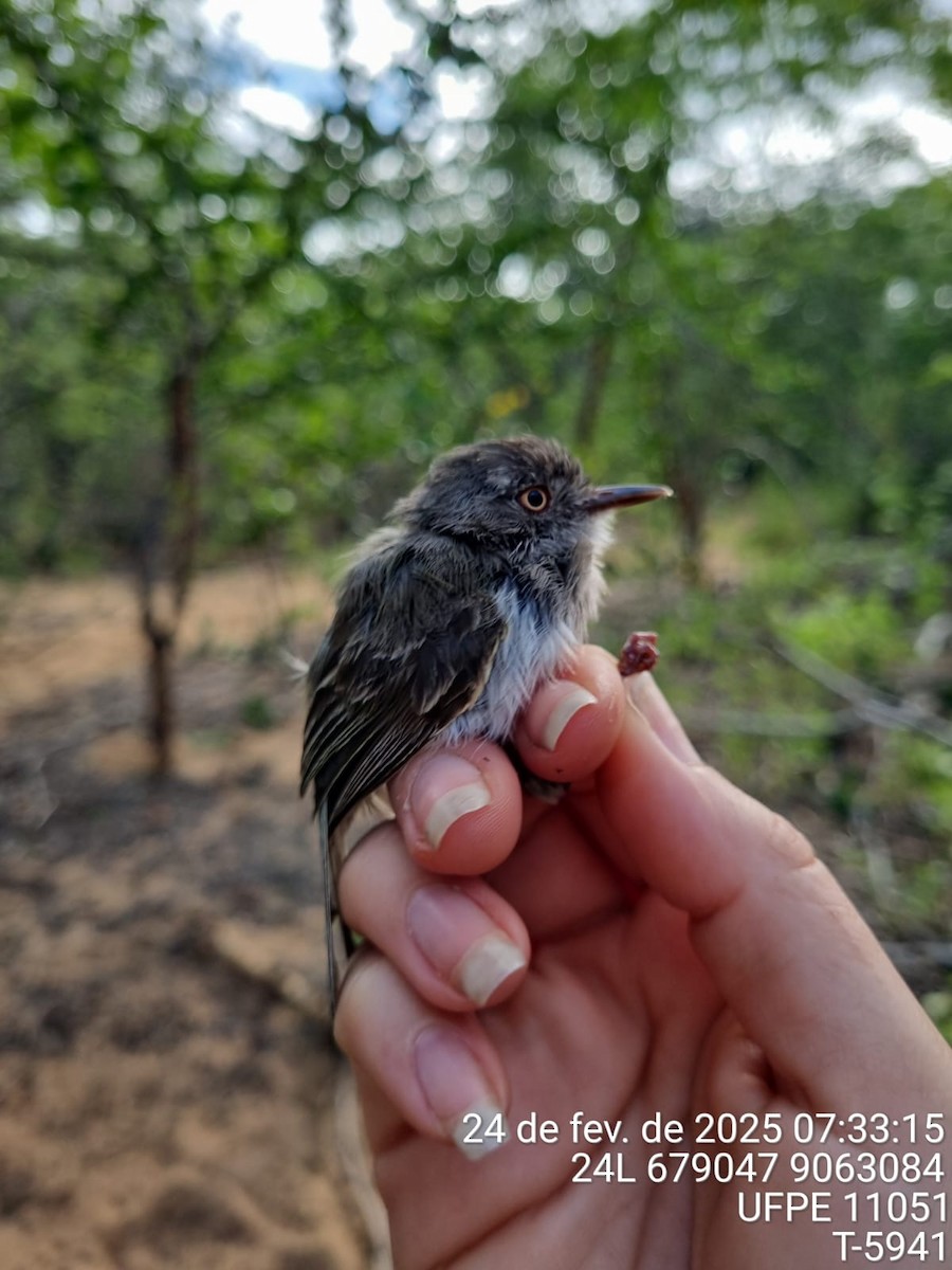 Тітіріджі білочеревий - ML645707029