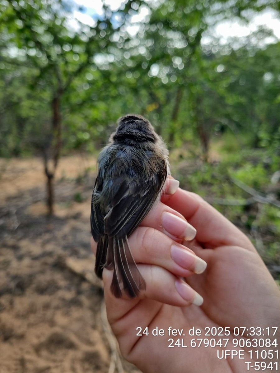 Тітіріджі білочеревий - ML645707030