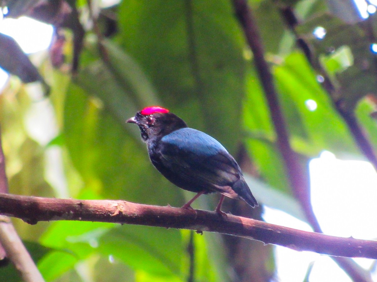 Blue-backed Manakin - ML645707034