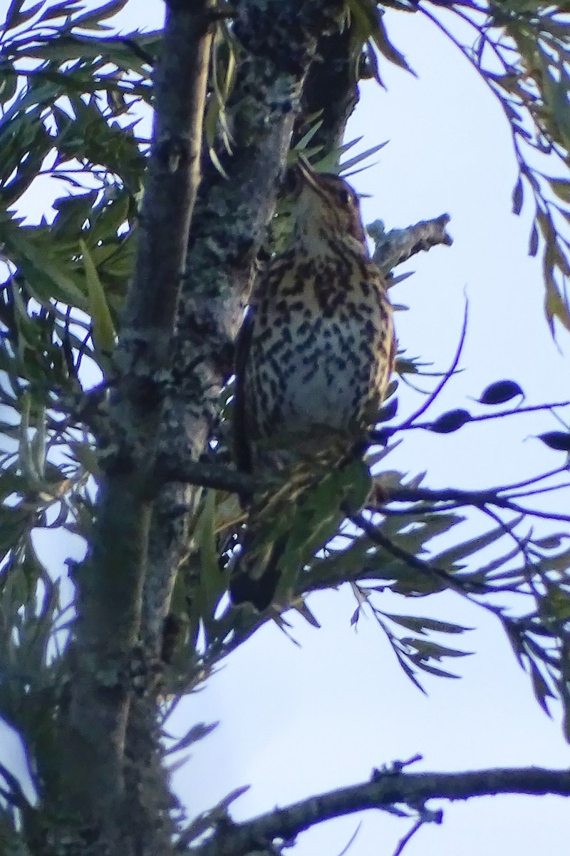 Song Thrush - ML645707035