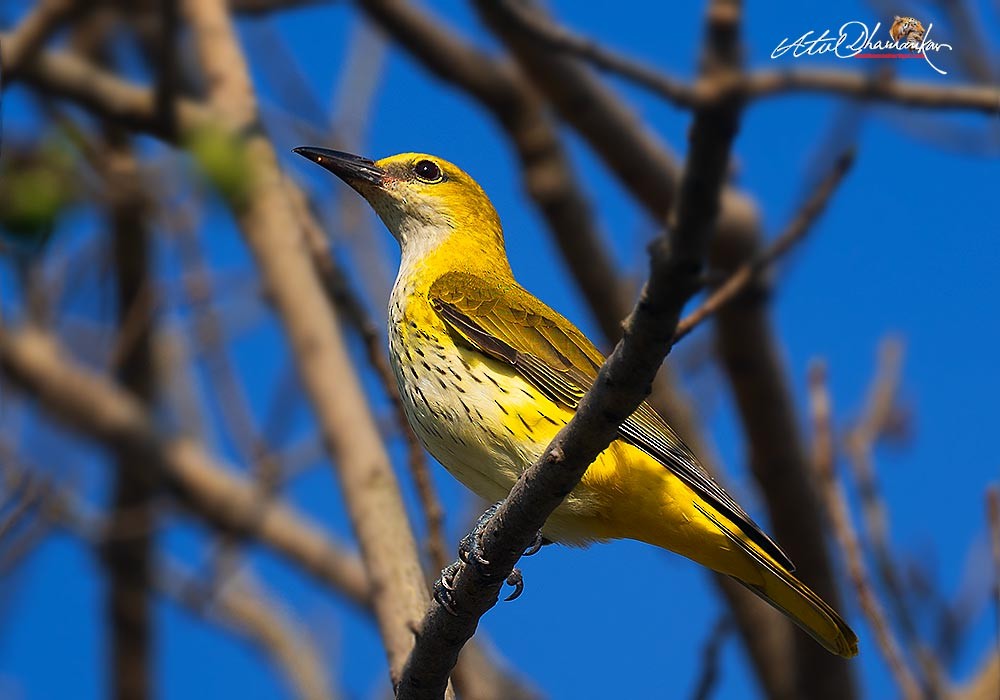 Indian Golden Oriole - ML645707036