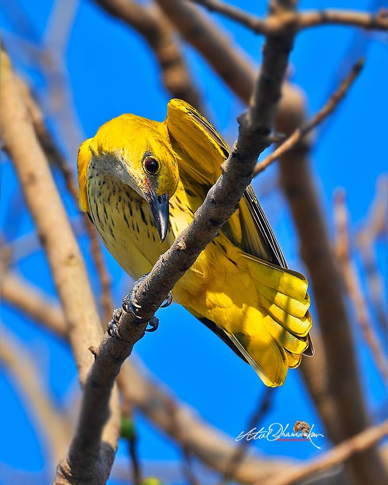 Indian Golden Oriole - ML645707037
