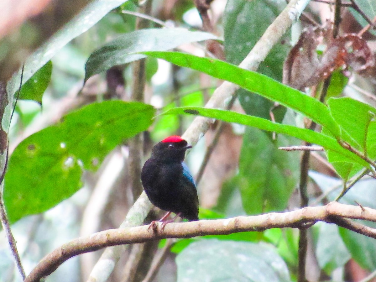 Blue-backed Manakin - ML645707038