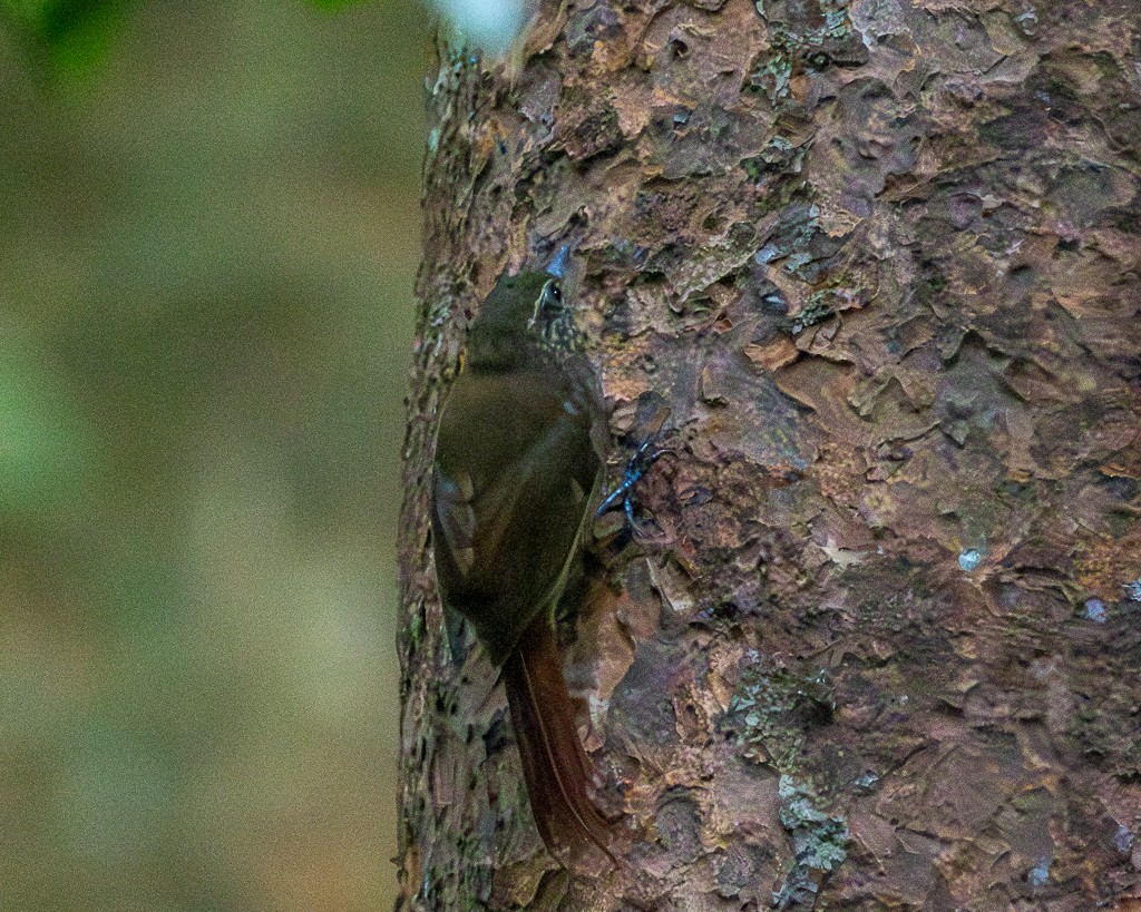 Wedge-billed Woodcreeper - ML645707046