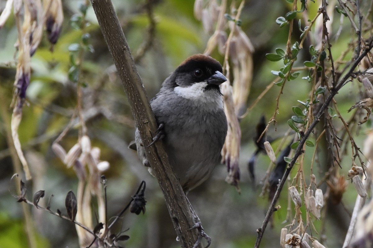 Bay-crowned Brushfinch - ML645707047