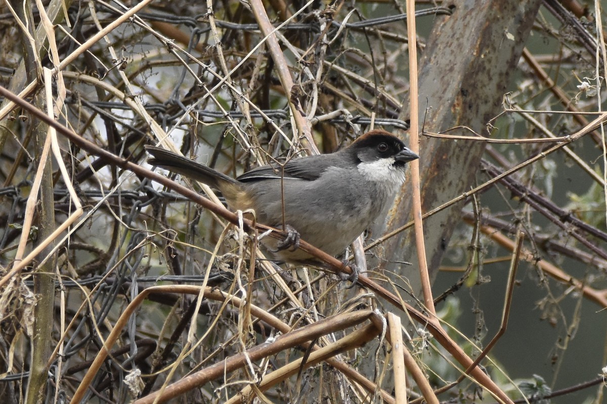 Bay-crowned Brushfinch - ML645707048