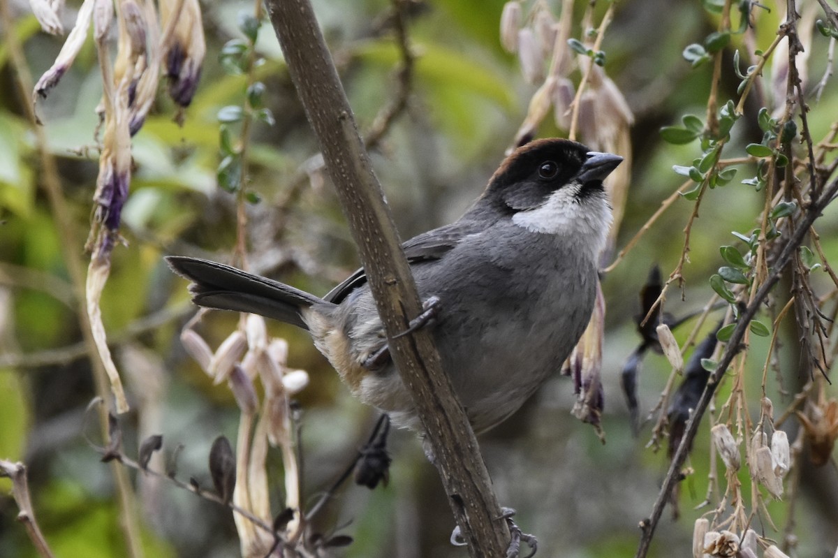 Bay-crowned Brushfinch - ML645707049