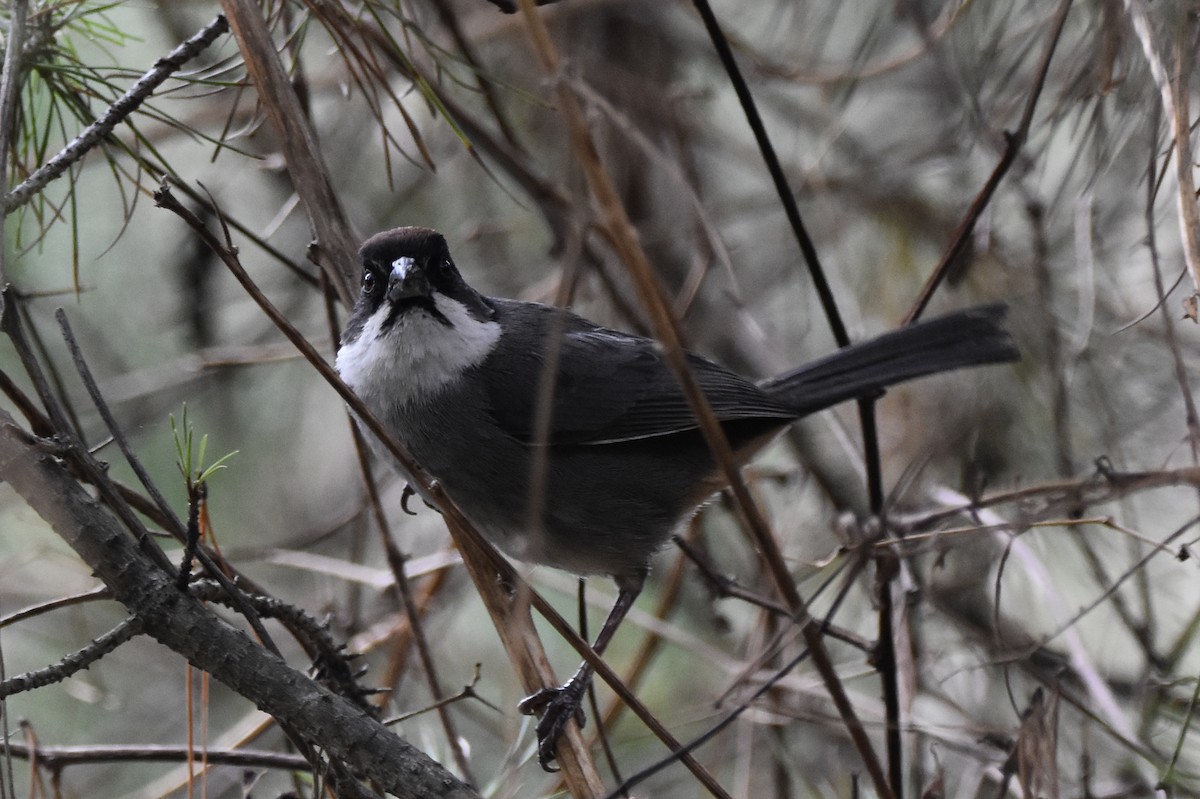 Bay-crowned Brushfinch - ML645707050