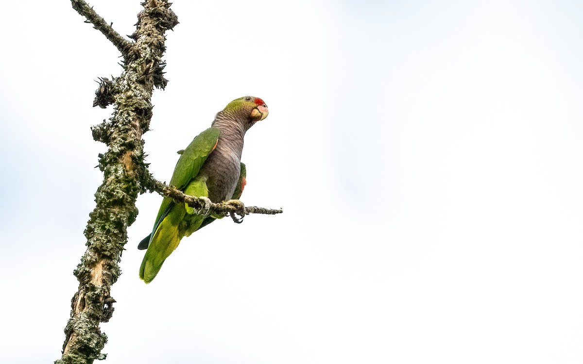 Vinaceous-breasted Amazon - ML645707051