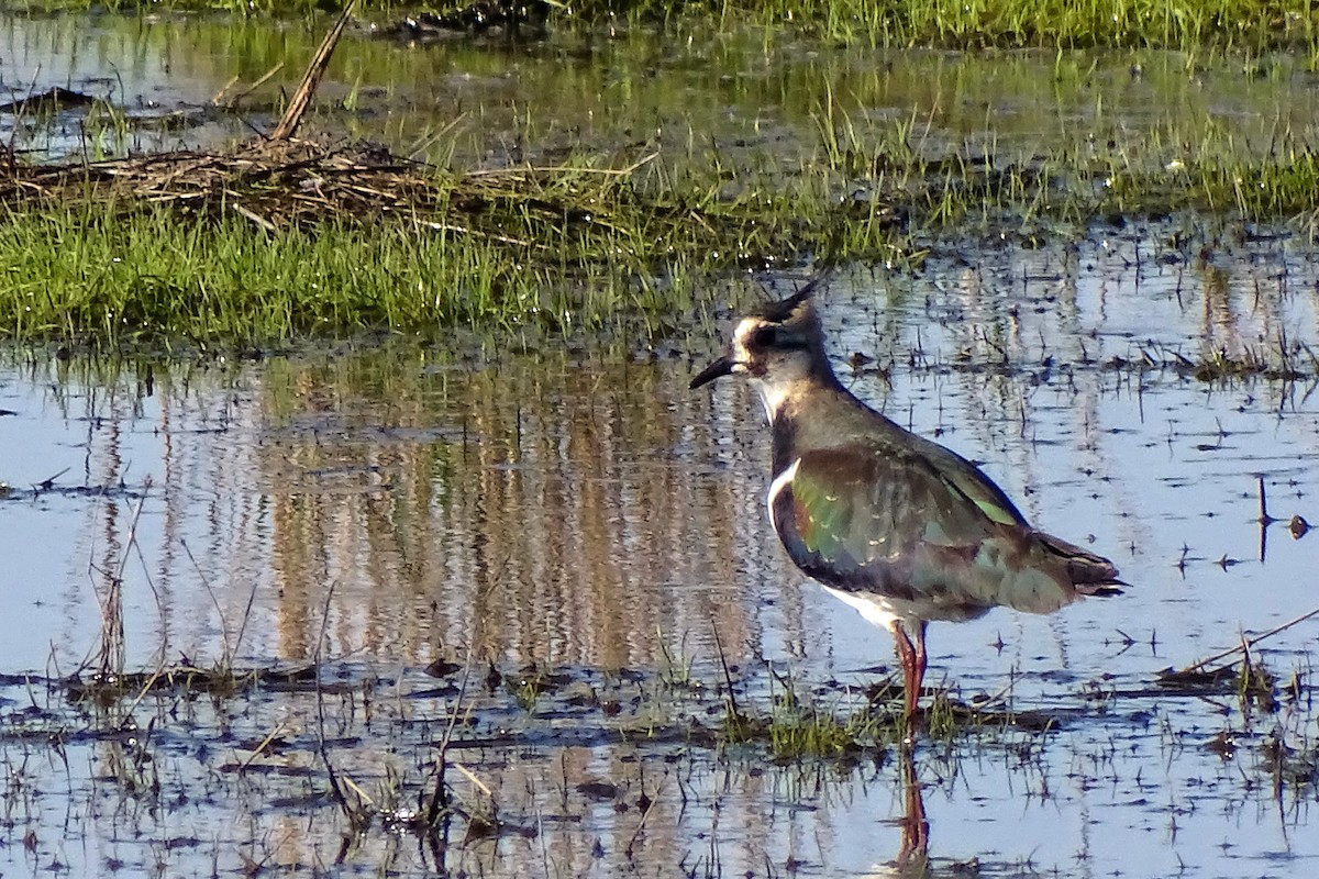Northern Lapwing - ML645707052