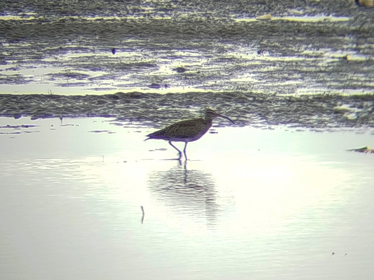 中杓鷸 - ML645707054