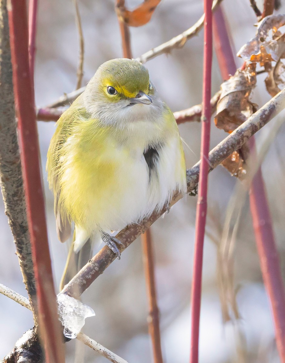 White-eyed Vireo - ML645707055