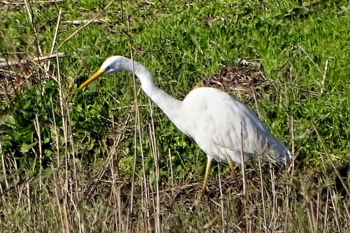 大白鷺 - ML645707056