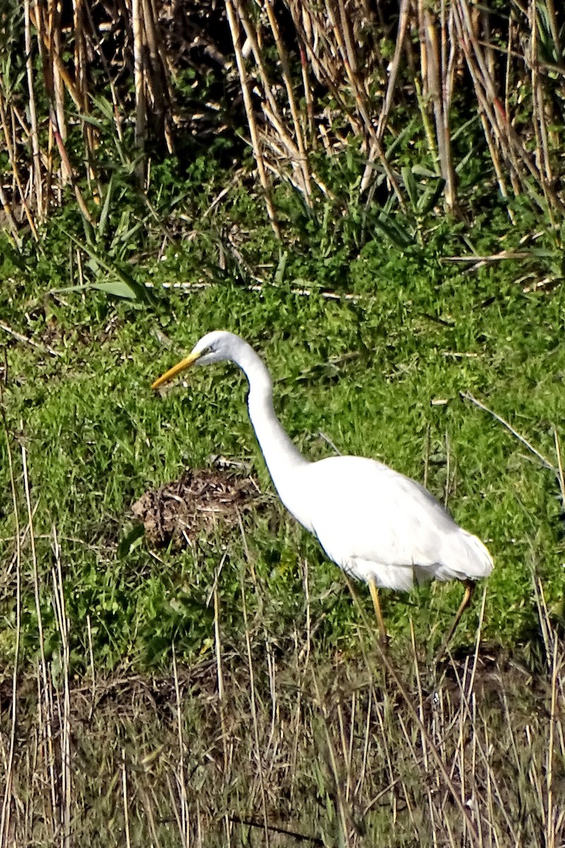 大白鷺 - ML645707057