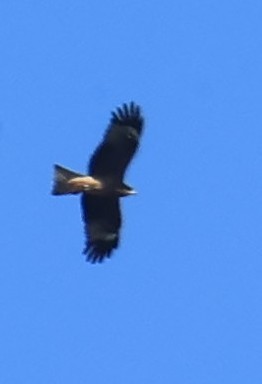 黑鳶 - ML645707058