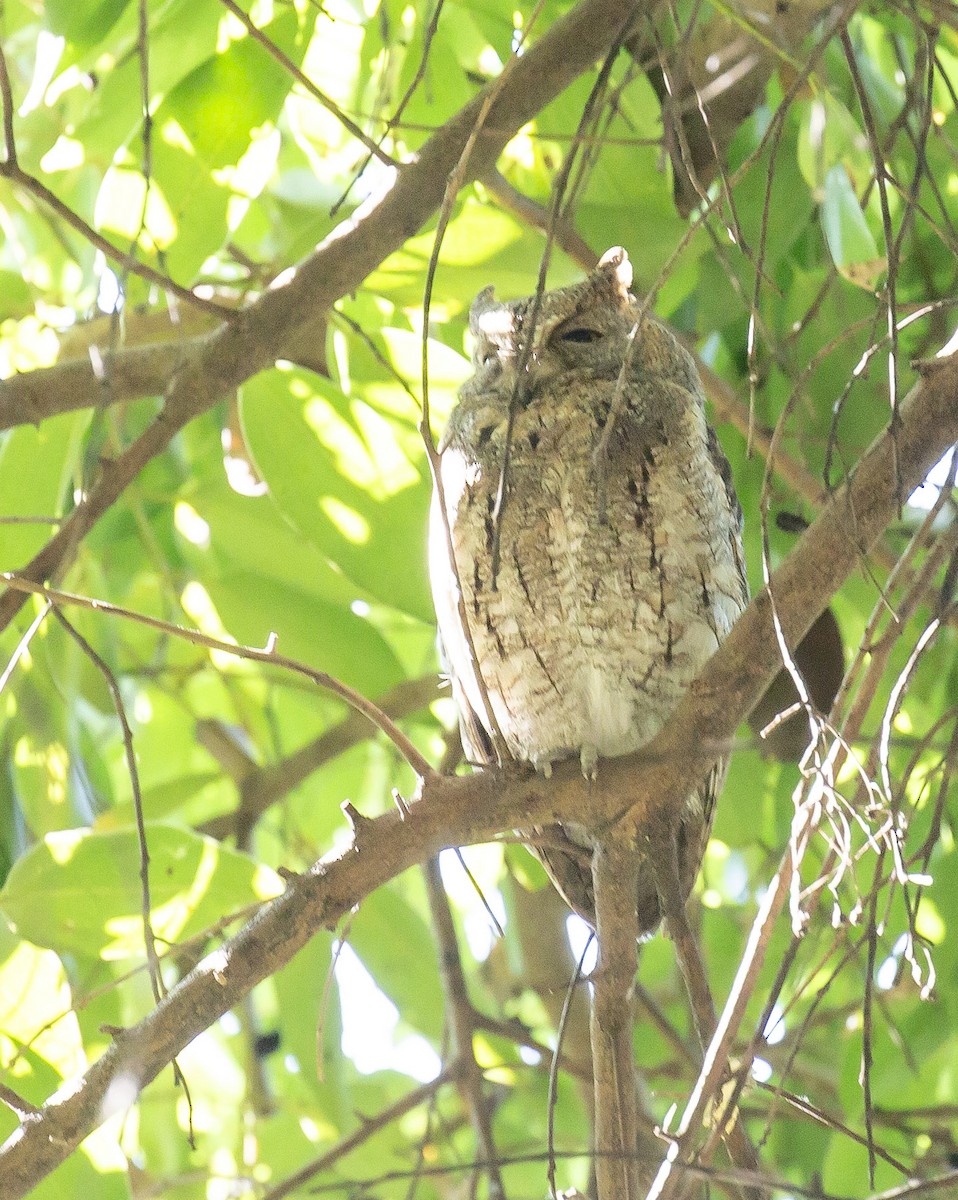 東方角鴞 - ML645707059