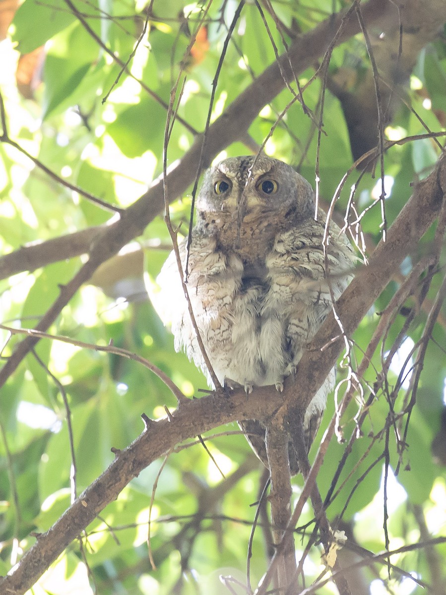 東方角鴞 - ML645707060