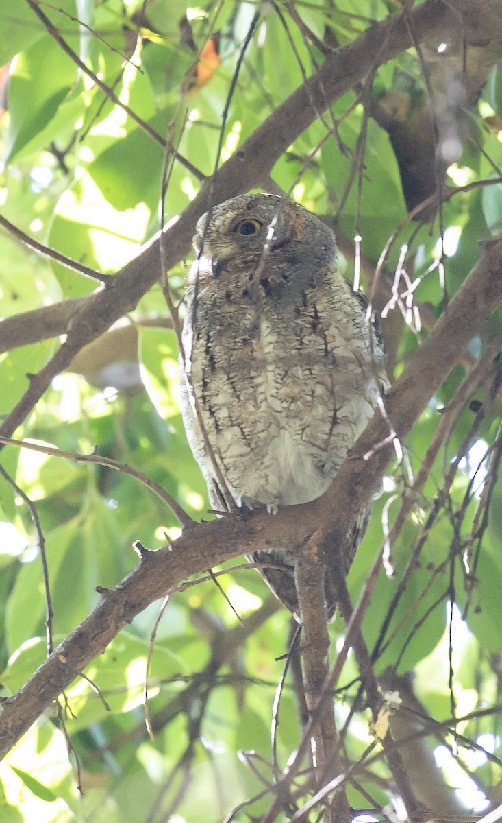 東方角鴞 - ML645707061