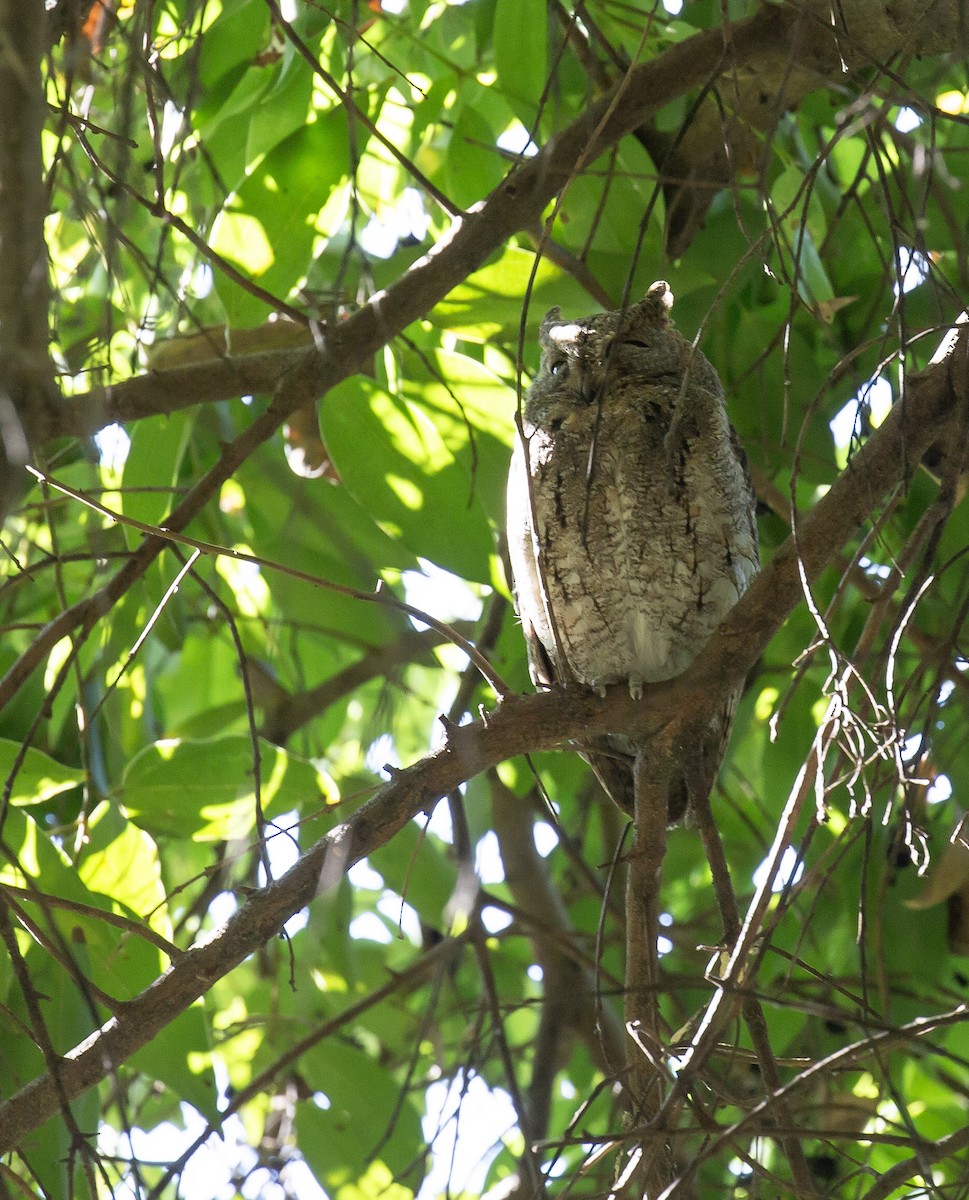 東方角鴞 - ML645707062