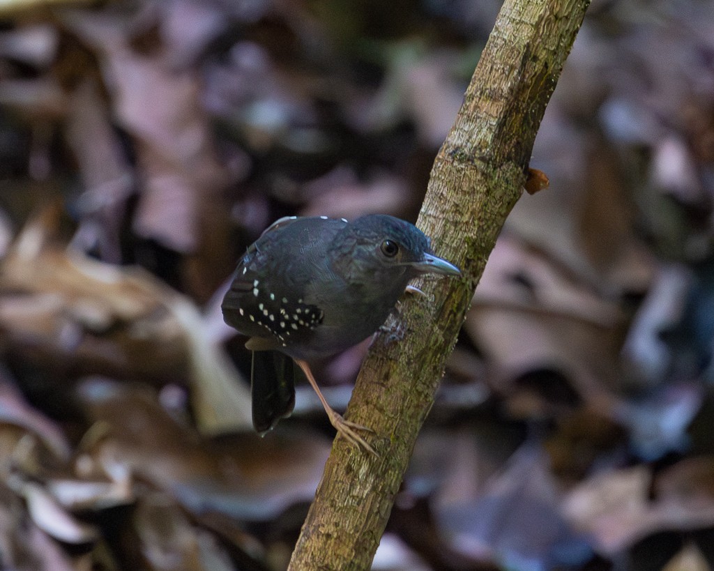 Rufous-faced Antbird - ML645707063