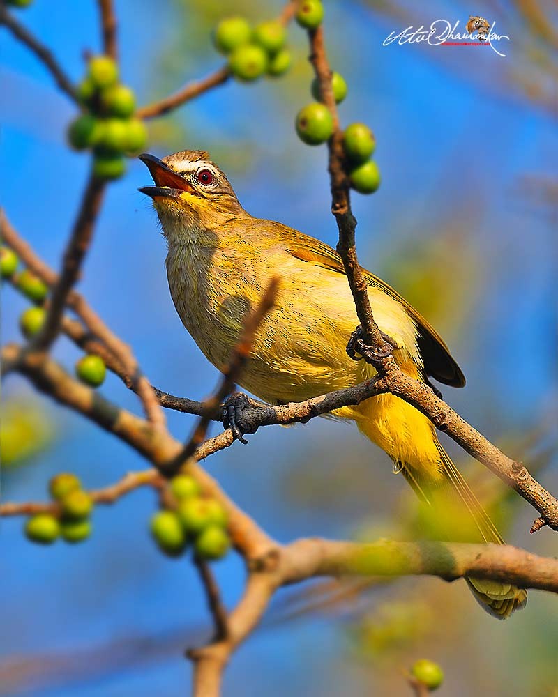 White-browed Bulbul - ML645707065