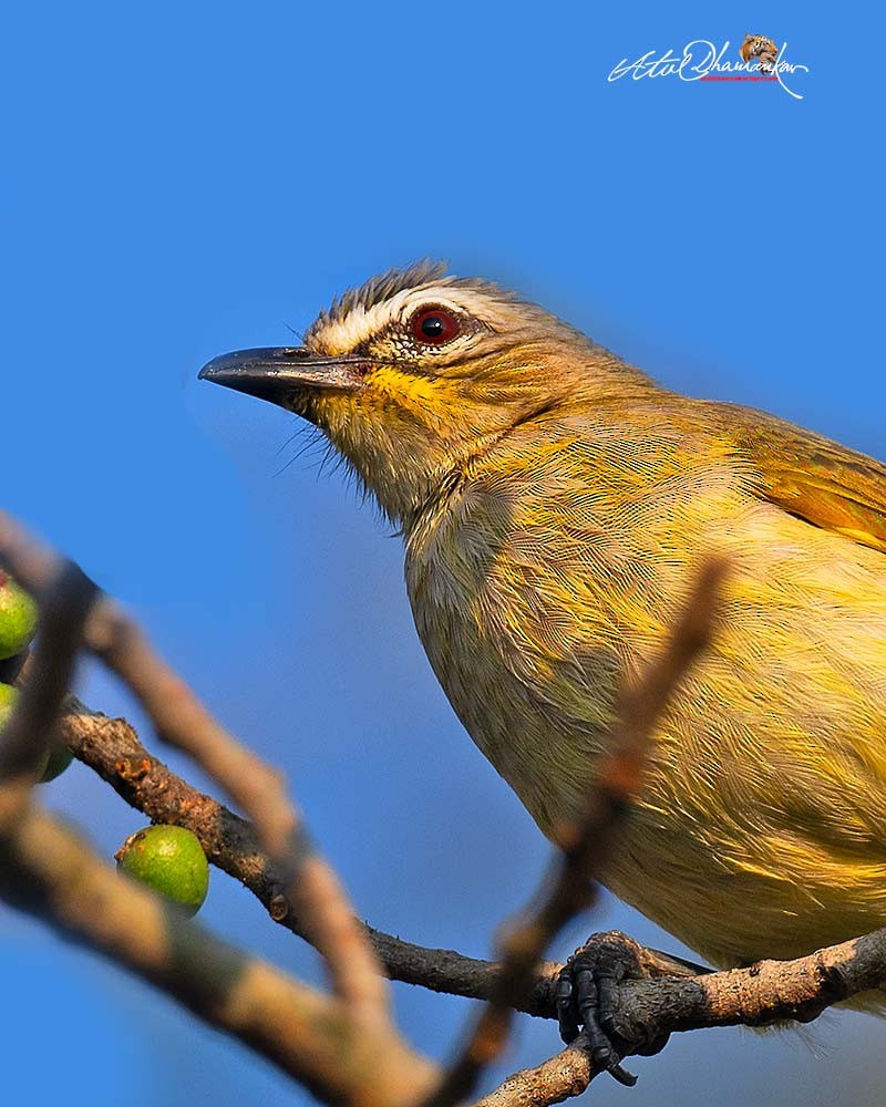 White-browed Bulbul - ML645707066