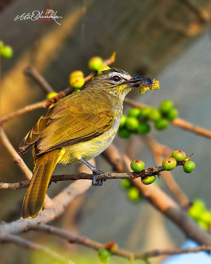 White-browed Bulbul - ML645707067