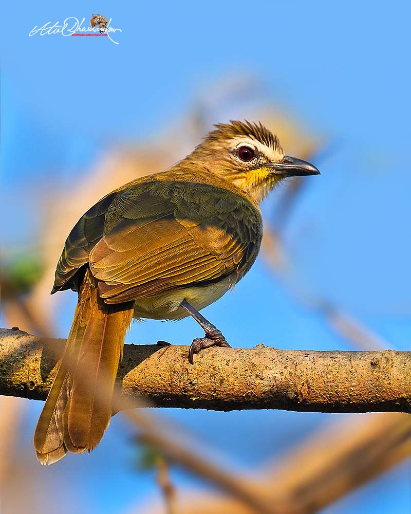 White-browed Bulbul - ML645707068