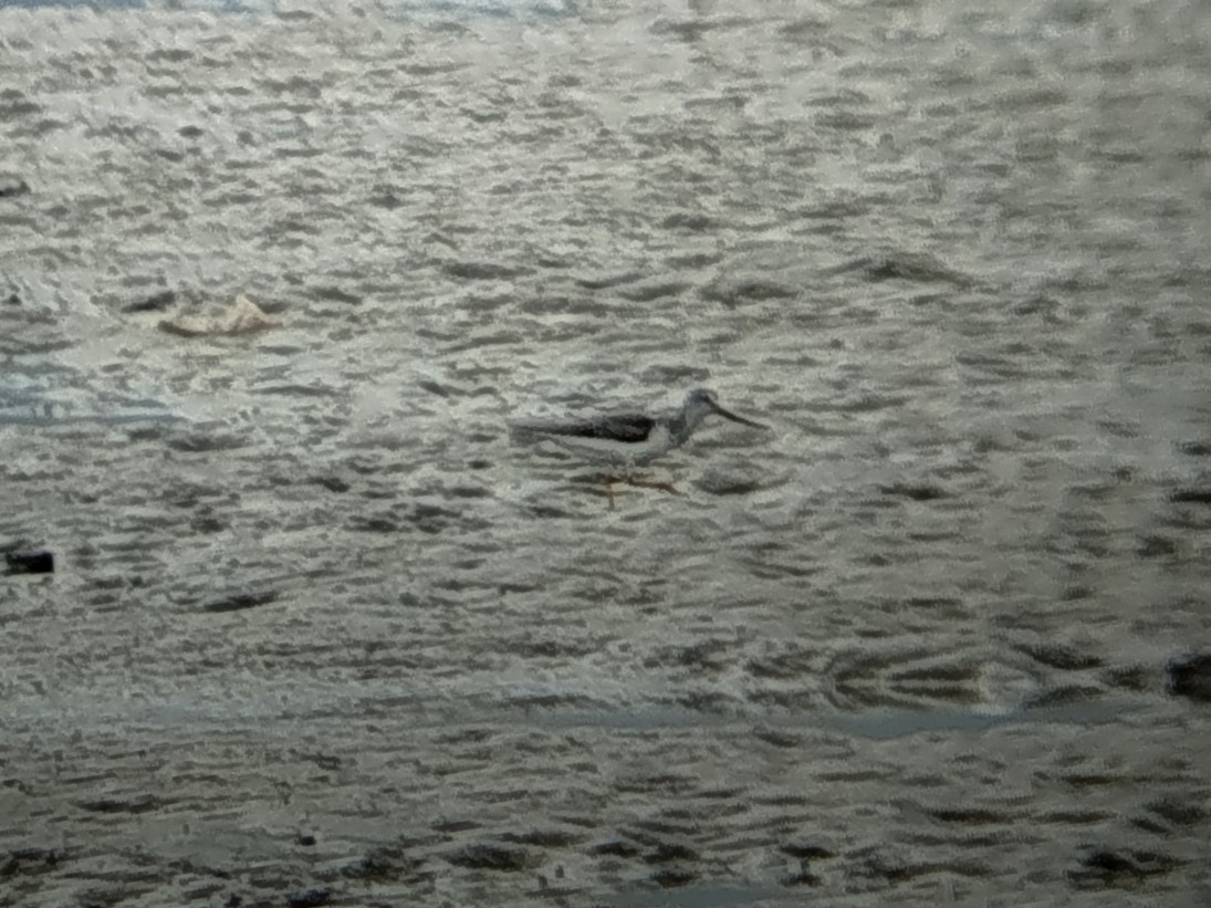 反嘴鷸 - ML645707069