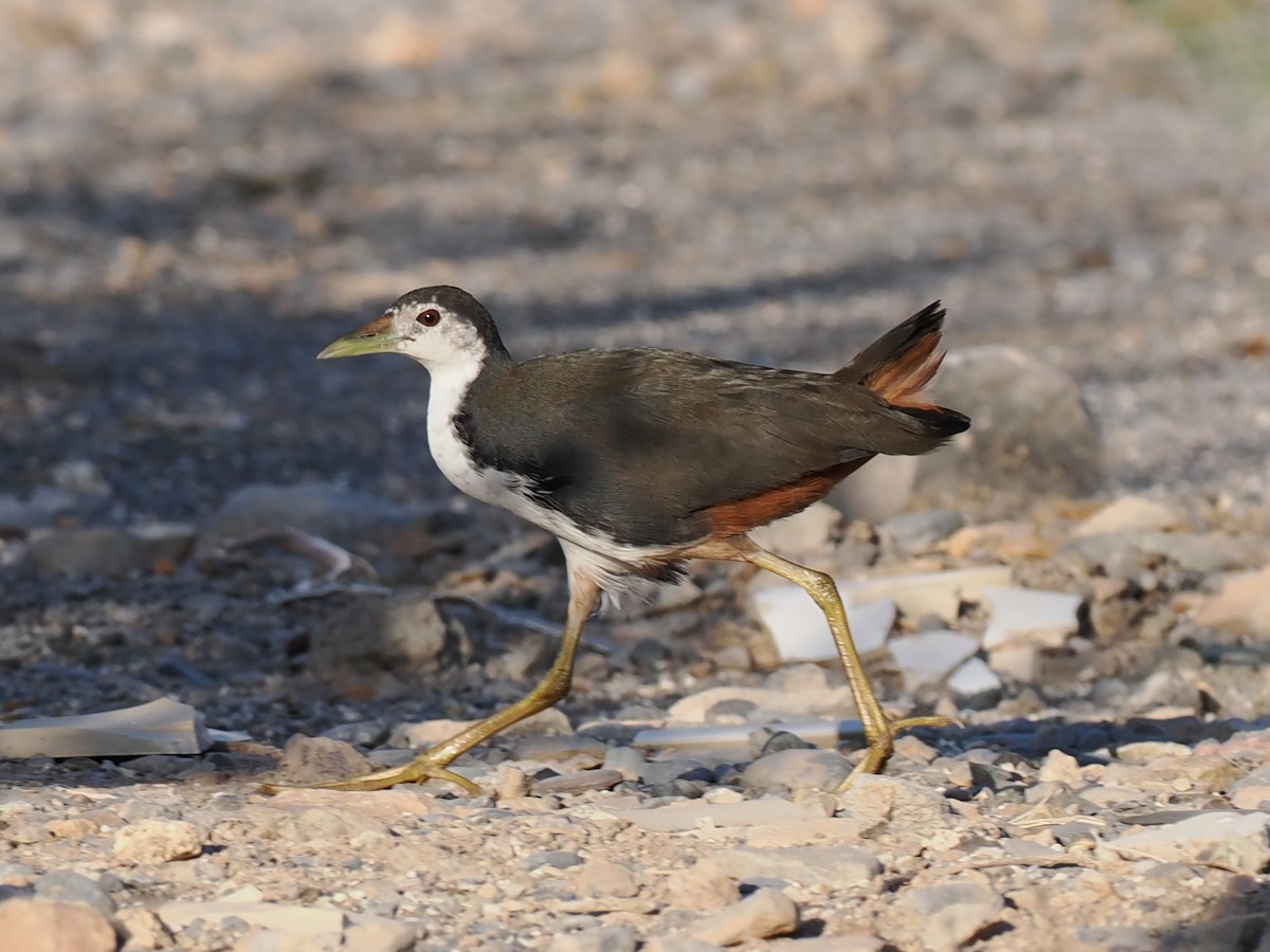 白腹秧雞 - ML645707070