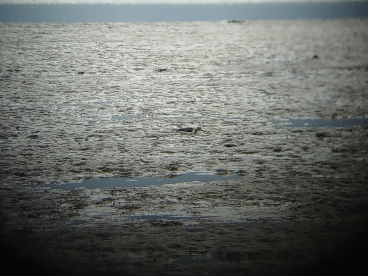 反嘴鷸 - ML645707071