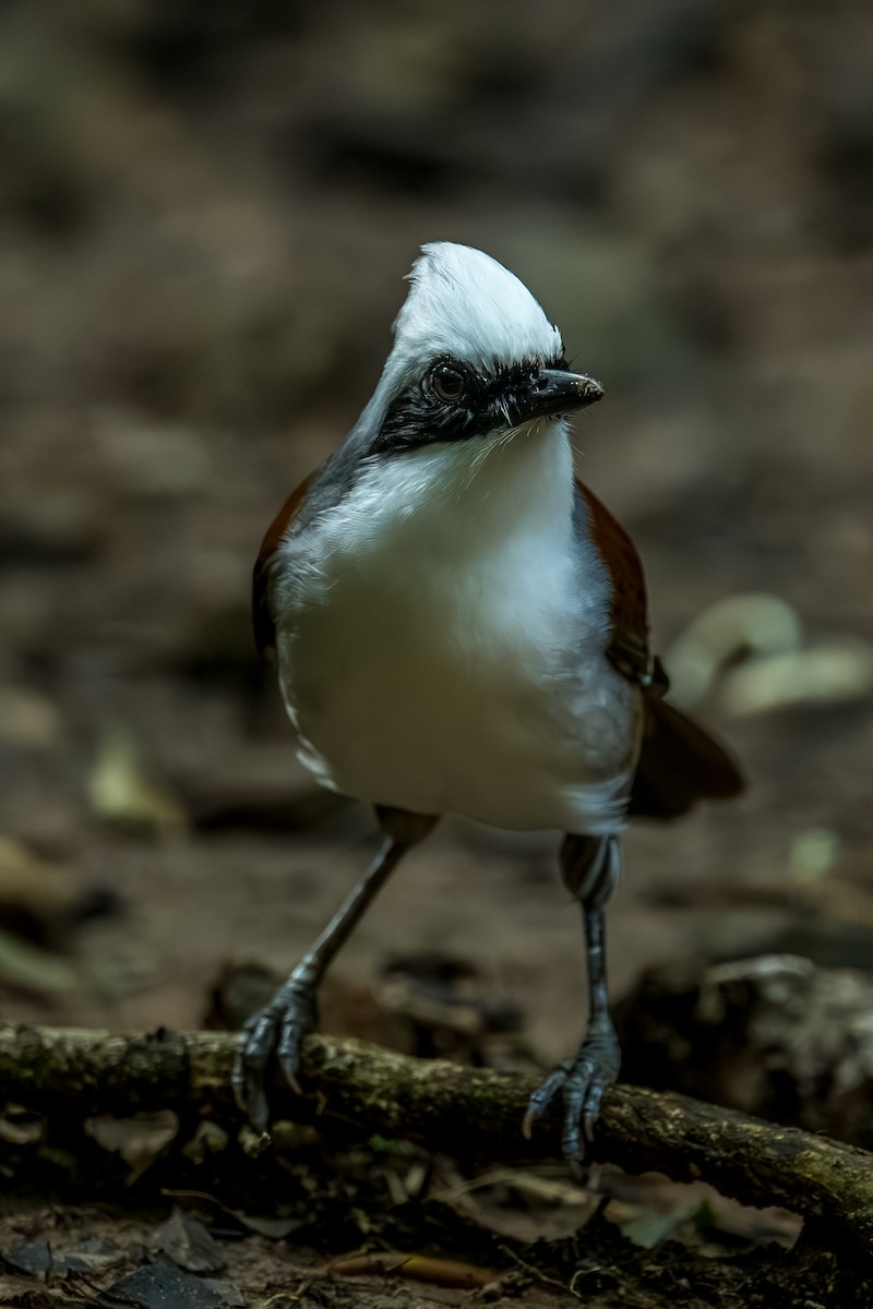 White-crested Laughingthrush - ML645707072