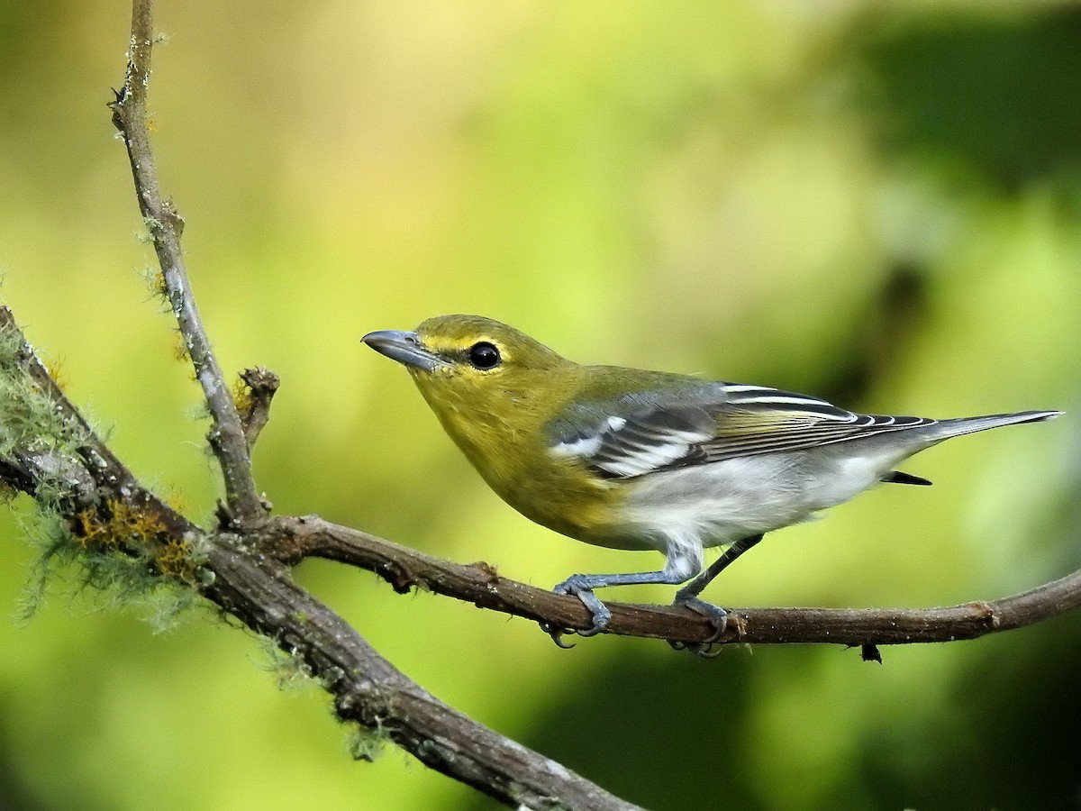 Yellow-throated Vireo - ML645707073