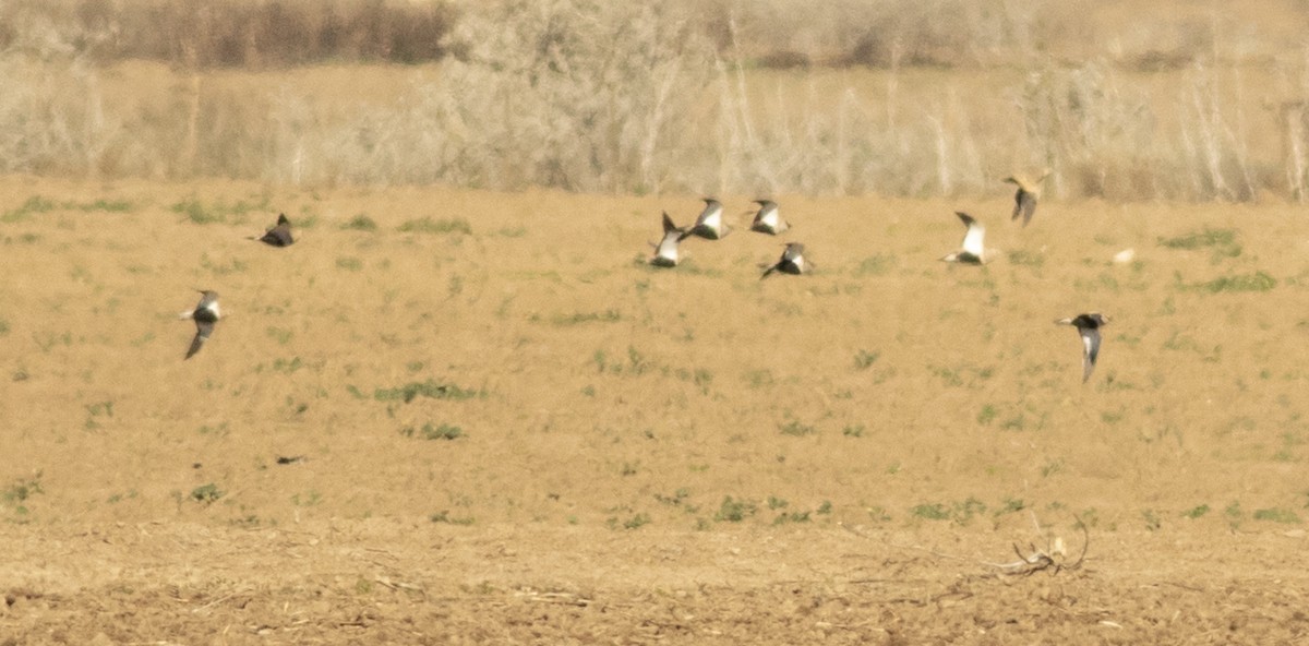 Black-bellied Sandgrouse - ML645707074
