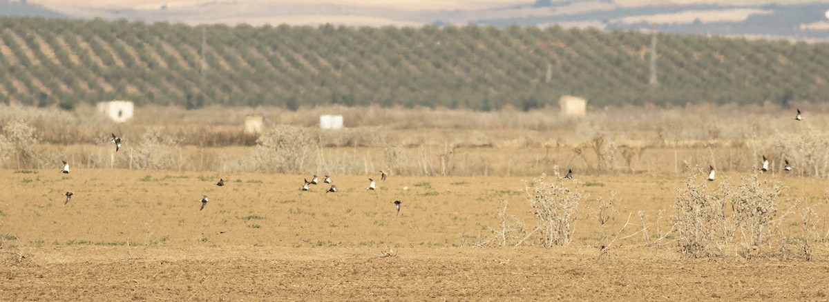 Black-bellied Sandgrouse - ML645707075