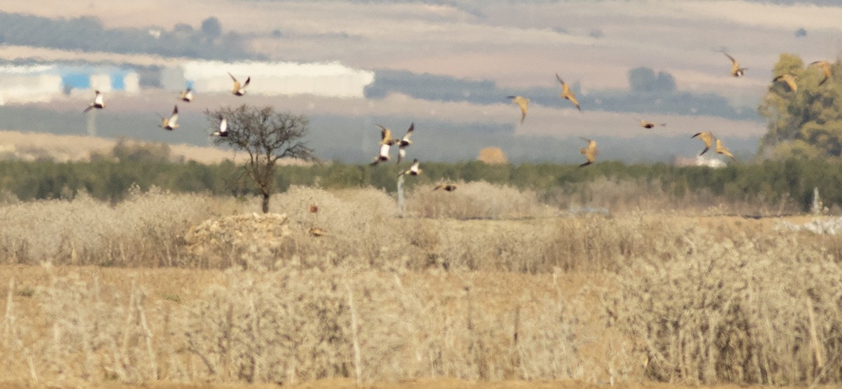 Black-bellied Sandgrouse - ML645707076