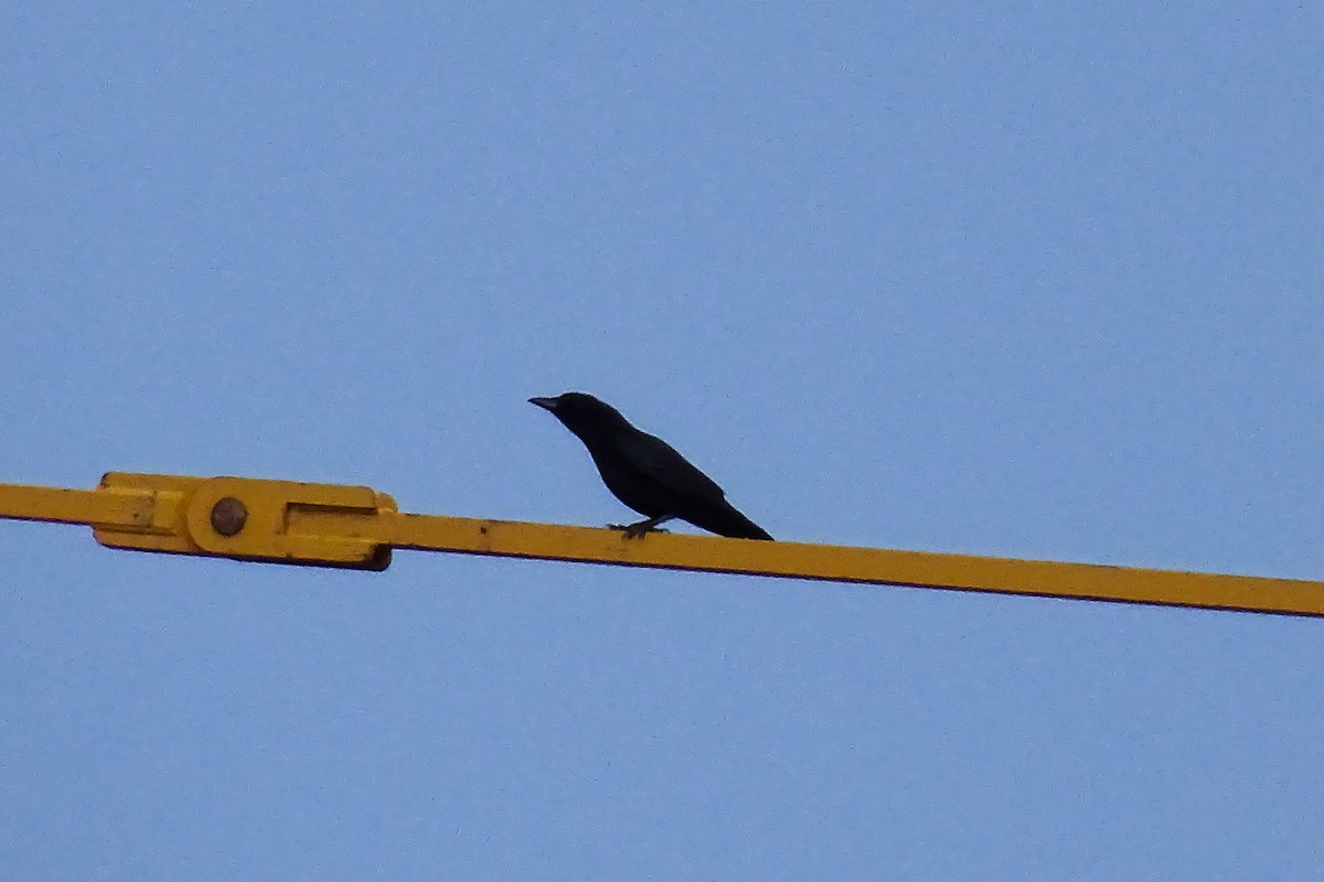 小嘴烏鴉 - ML645707078