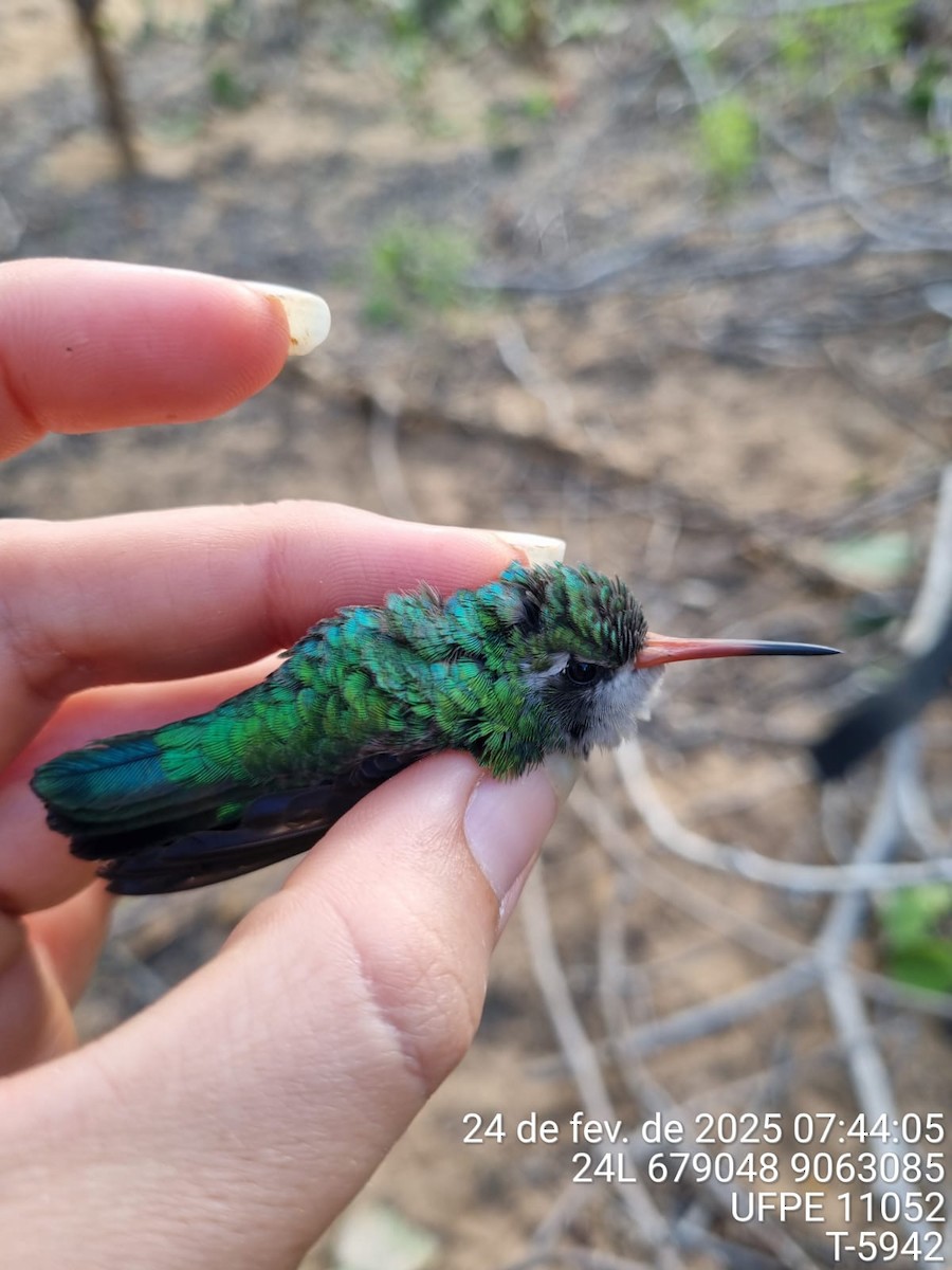 Glittering-bellied Emerald - ML645707079