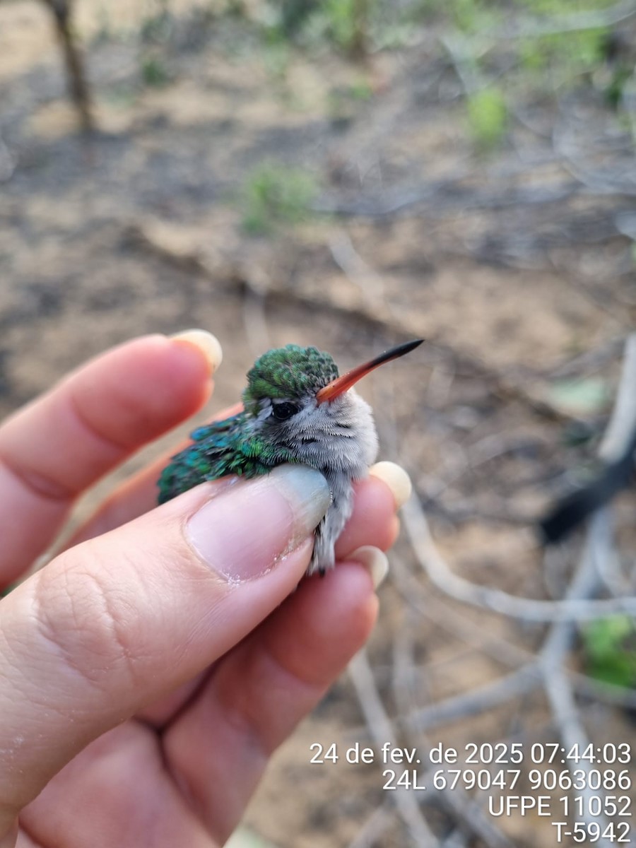 Glittering-bellied Emerald - ML645707080