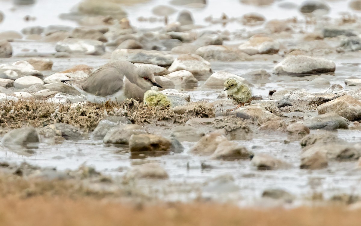 Magellanic Plover - ML645707081