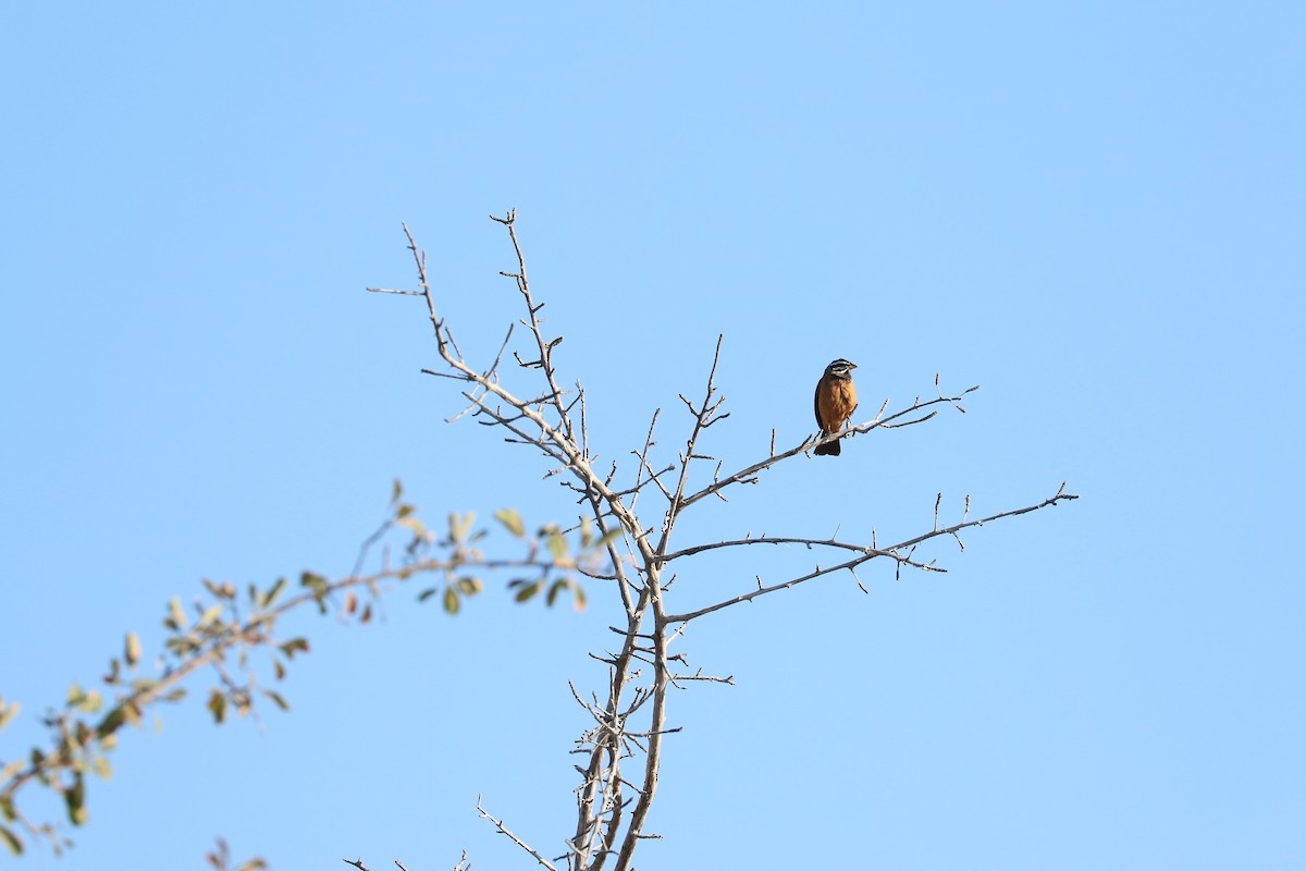 Cinnamon-breasted Bunting - ML645707082