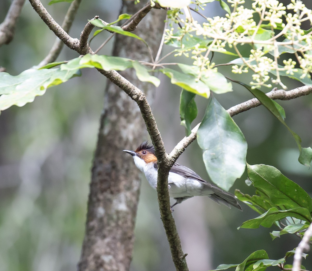 栗背短腳鵯 - ML645707083